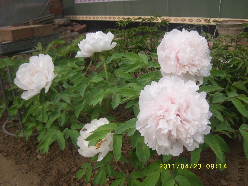 SL276487.JPG