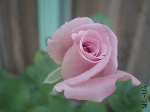 P5230090.JPG