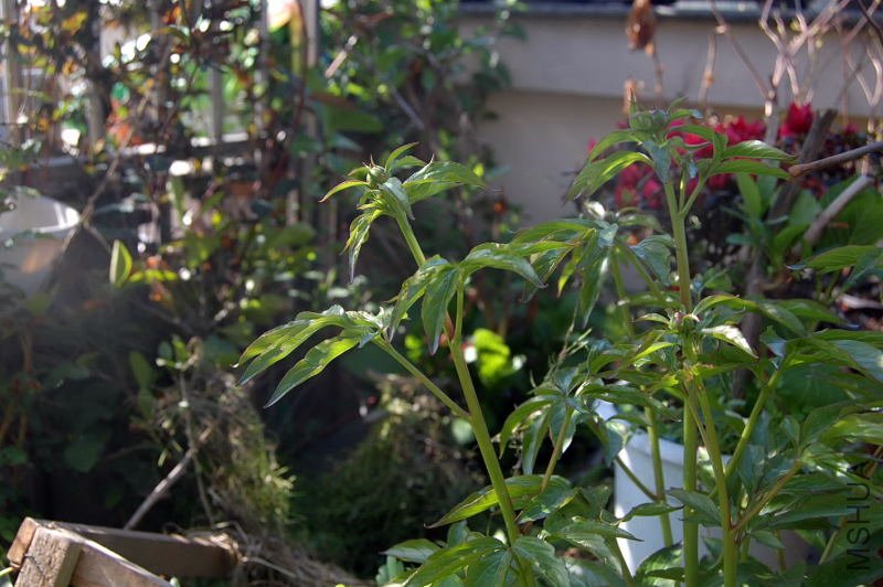 DSC_00840084.JPG