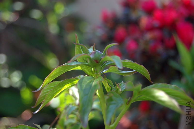 DSC_00850085.JPG