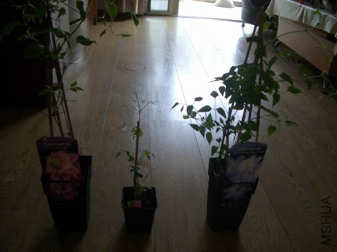 ������С CIMG0001.JPG