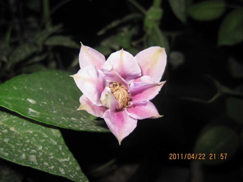 ��Ƭ������ 009.jpg