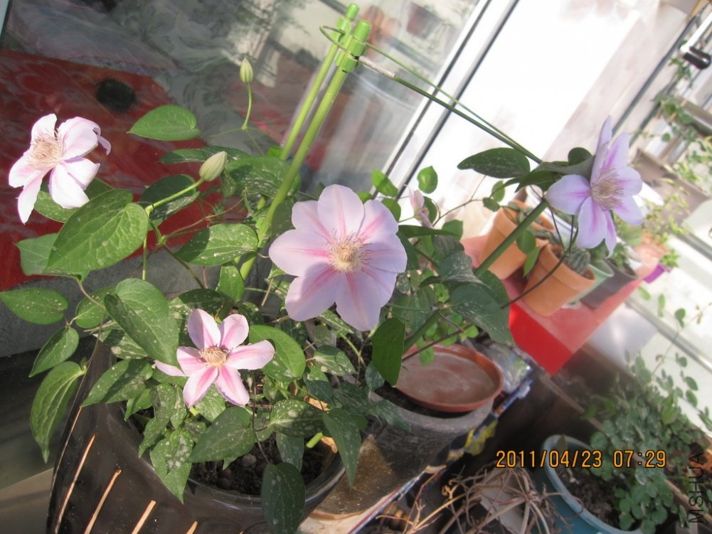 ��Ƭ������ 012.jpg