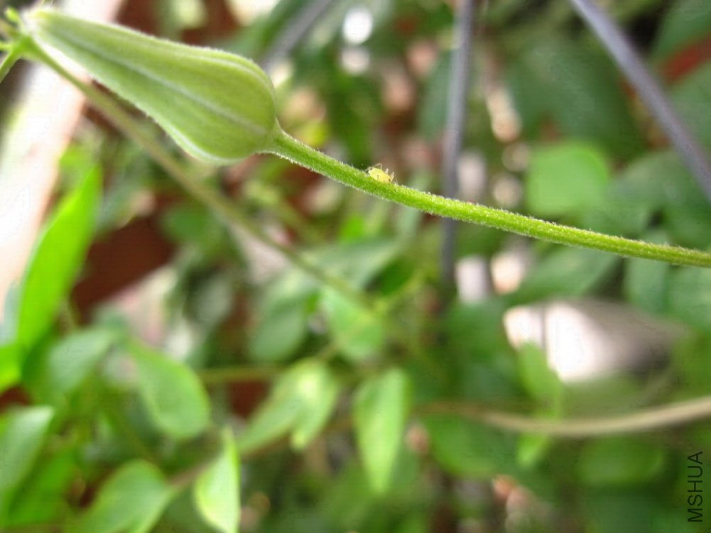 С���ϵ�����