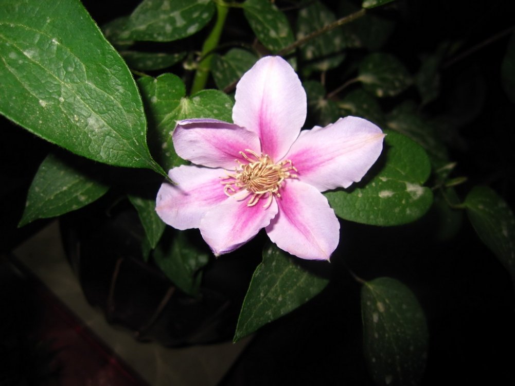 ��Ƭ������ 024.jpg