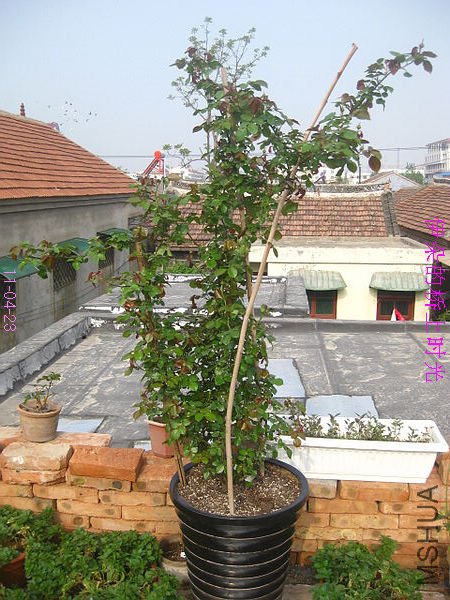 nEO_IMG_��Ƭ 344.jpg