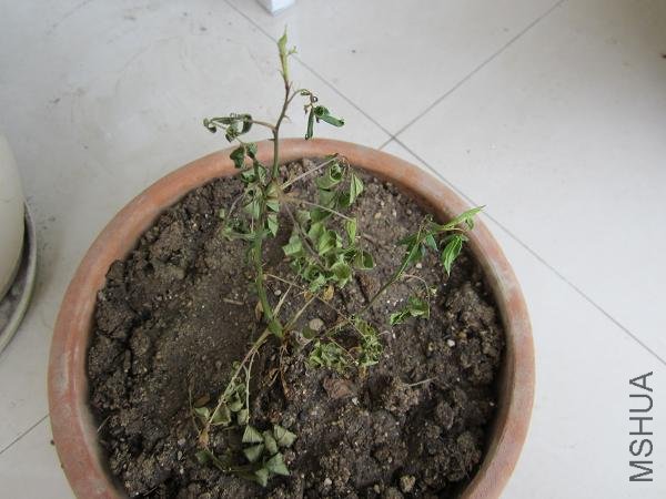 ��ȫ������