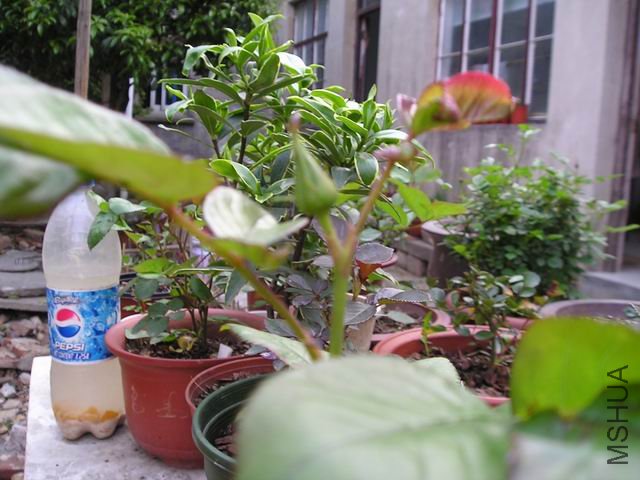 ������С P1010013.JPG