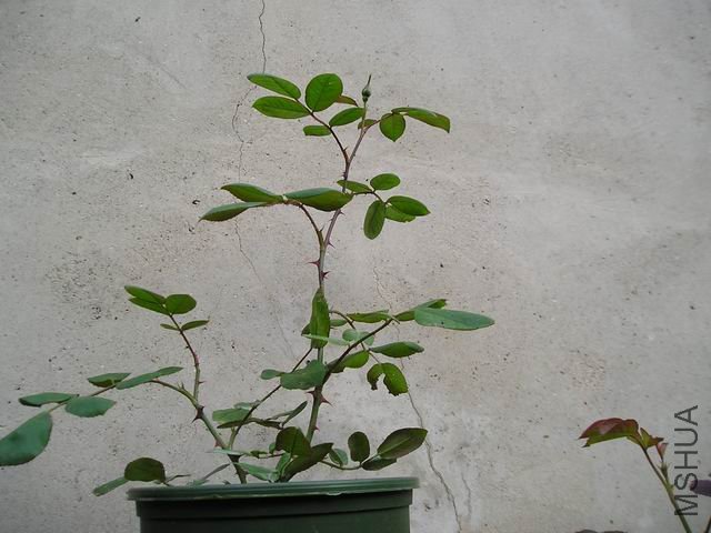 ������С P1010018.JPG