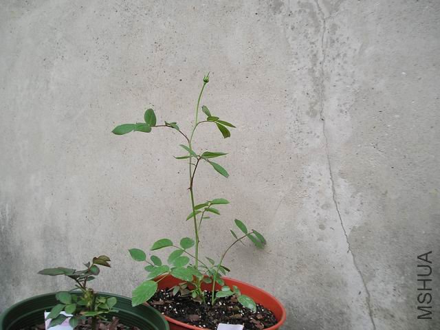 ������С P1010020.JPG