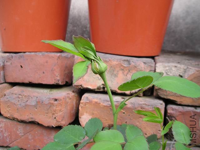 ������С P1010019.JPG