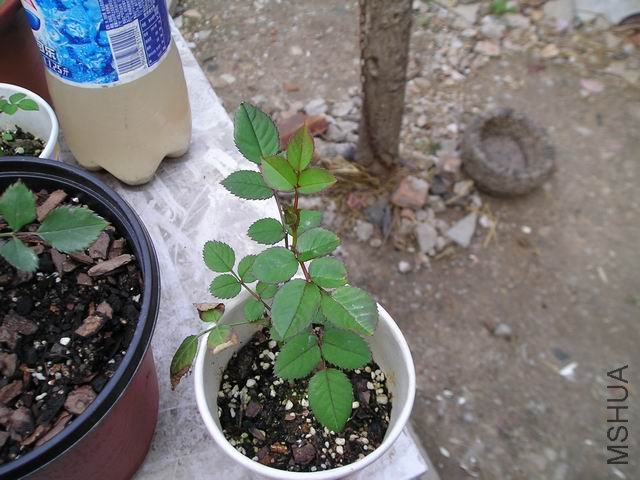 ������С P1010009.JPG