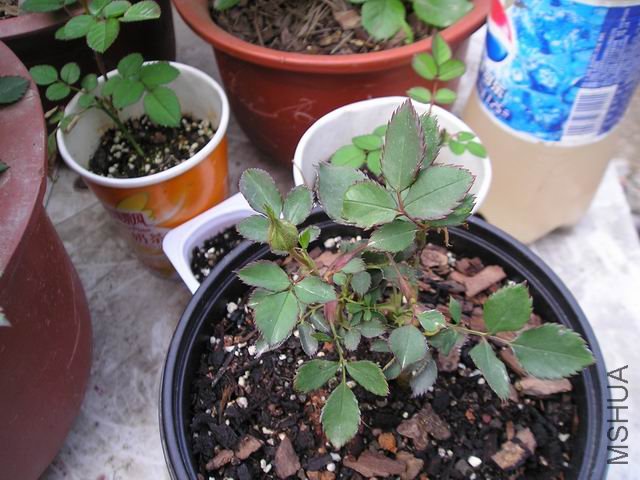 ������С P1010008.JPG