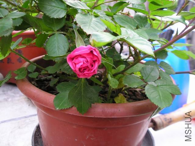 ������С P1010011.JPG
