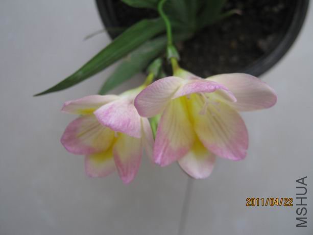 ������С IMG_5076.JPG