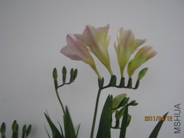 ������С IMG_4810.JPG