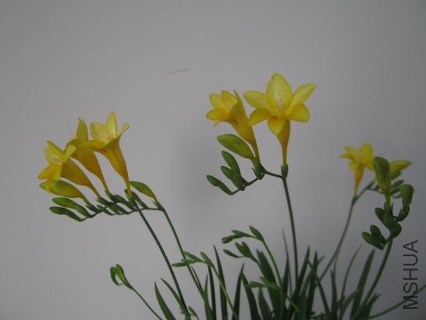 ������С IMG_5132.JPG