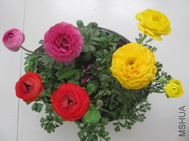 ������С IMG_5025.JPG