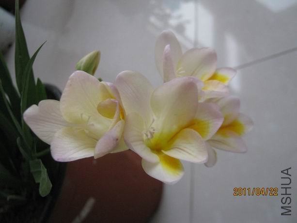 ������С IMG_5077.JPG