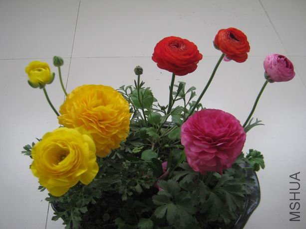 ������С IMG_5027.JPG