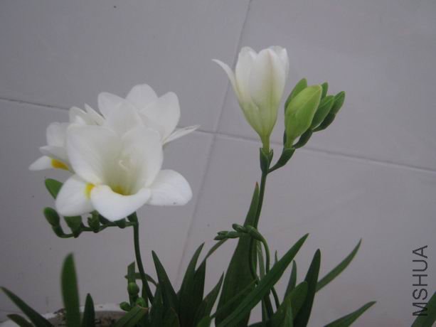 ������С IMG_4888.JPG