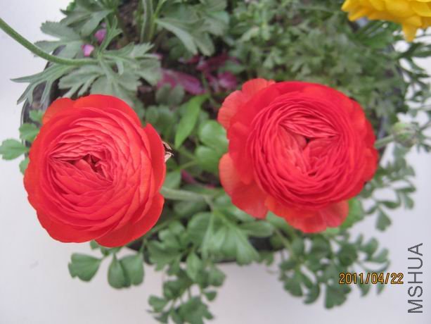 ������С IMG_5058.JPG