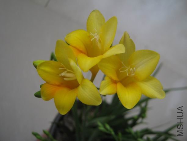 ������С IMG_5131.JPG