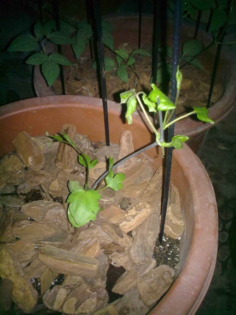 201104222005.jpg
