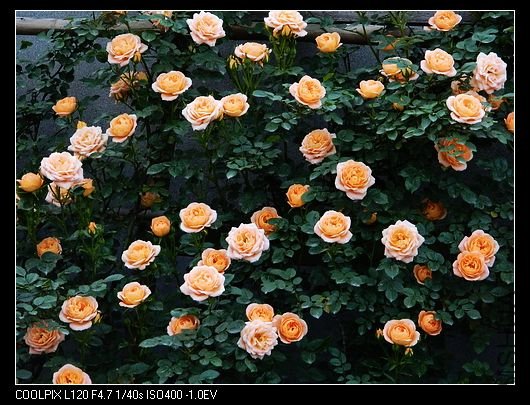 nEO_IMG_��Ƭ 577.jpg