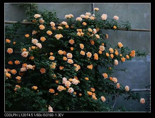 nEO_IMG_��Ƭ 507.jpg