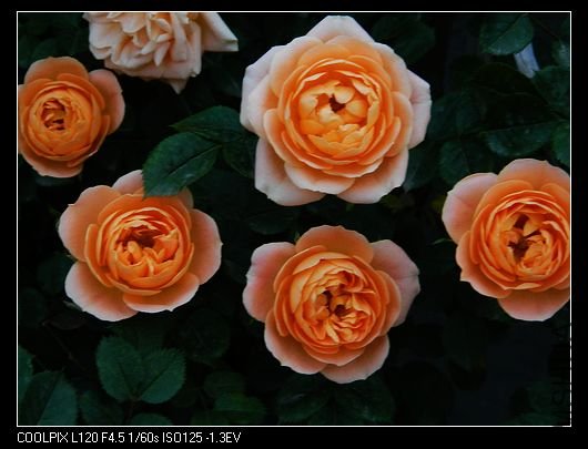 nEO_IMG_��Ƭ 519.jpg