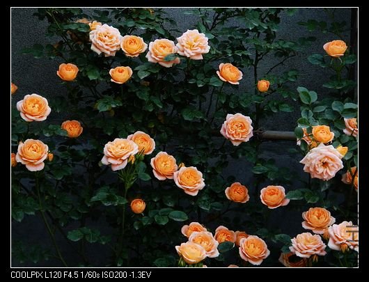 nEO_IMG_��Ƭ 509.jpg