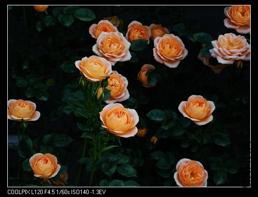 nEO_IMG_��Ƭ 512.jpg