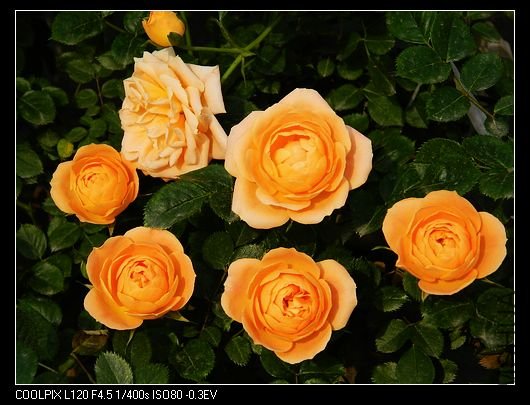 nEO_IMG_��Ƭ 454.jpg