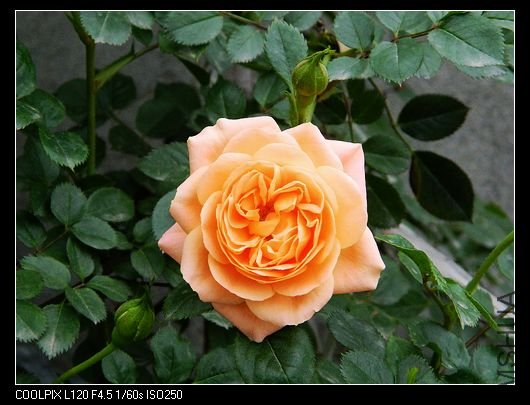 nEO_IMG_��Ƭ 355.jpg