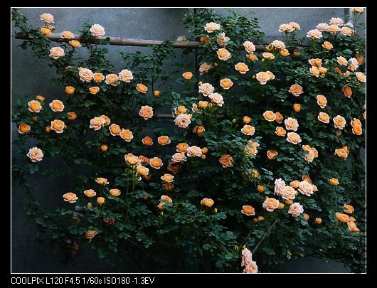 nEO_IMG_��Ƭ 506.jpg