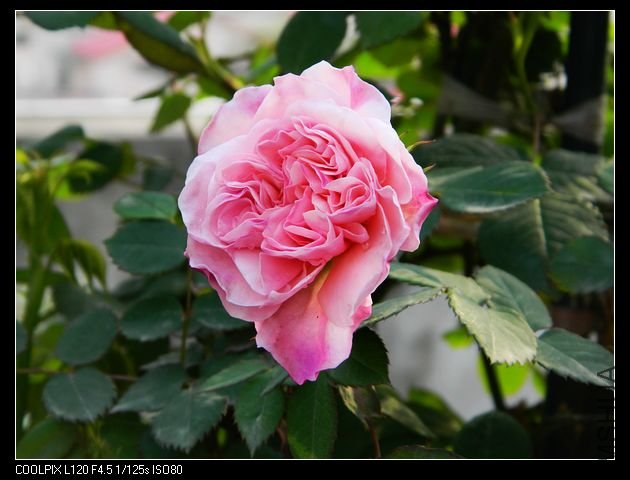 nEO_IMG_��Ƭ 032.jpg