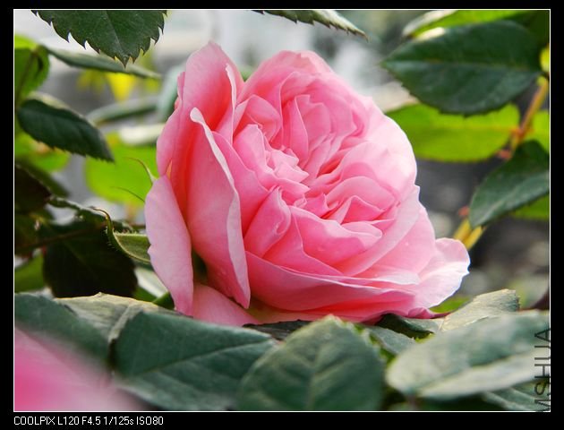 nEO_IMG_��Ƭ 038.jpg