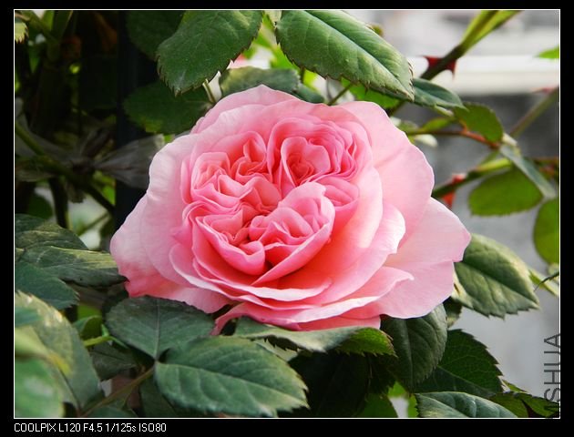 nEO_IMG_��Ƭ 033.jpg