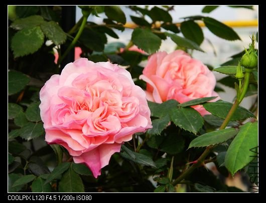 nEO_IMG_��Ƭ 185.jpg