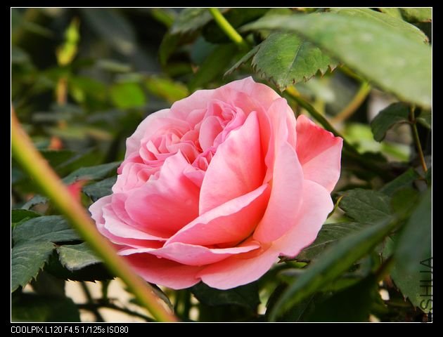 nEO_IMG_��Ƭ 044.jpg