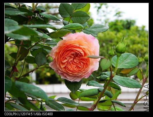 nEO_IMG_��Ƭ 191.jpg