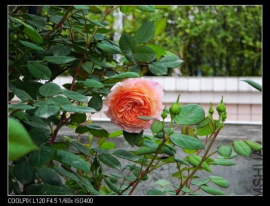 nEO_IMG_��Ƭ 190.jpg