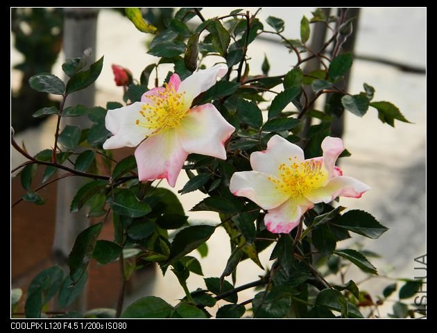 nEO_IMG_��Ƭ 049.jpg