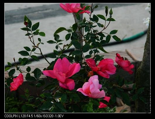 nEO_IMG_��Ƭ 558.jpg