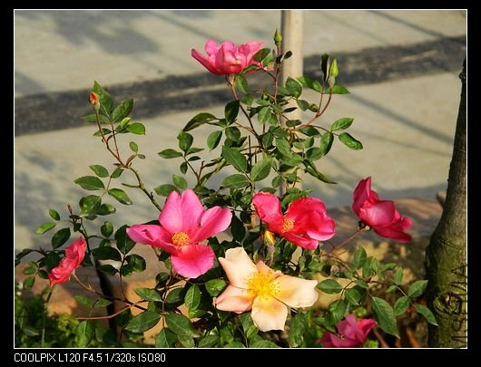 nEO_IMG_��Ƭ 498.jpg