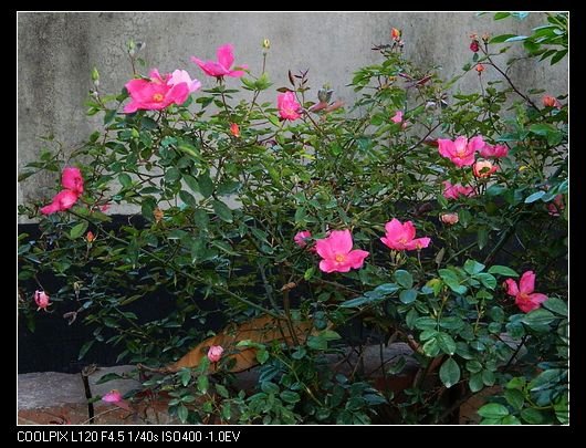 nEO_IMG_��Ƭ 557.jpg