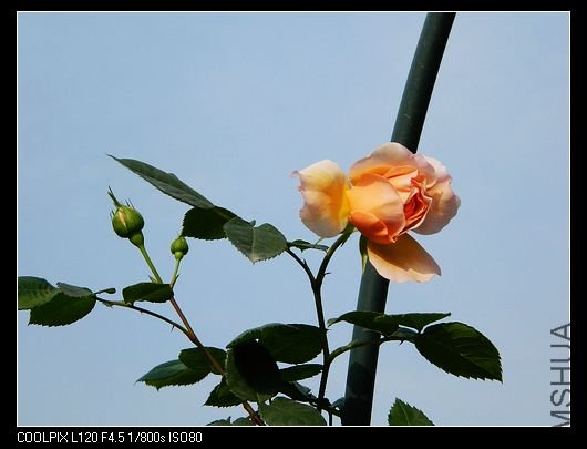 nEO_IMG_��Ƭ 496.jpg