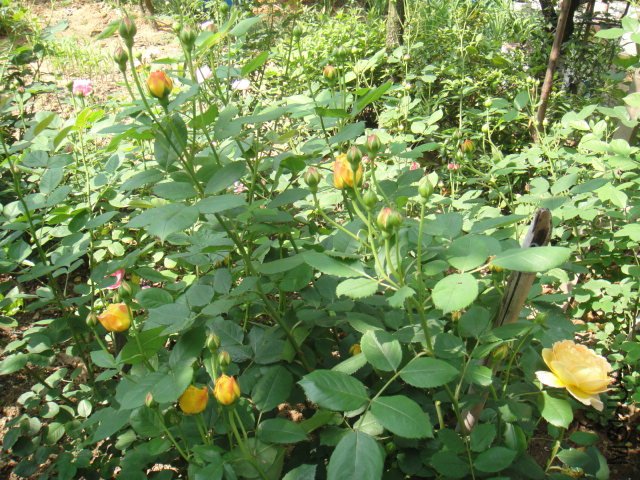 DSC01480.JPG