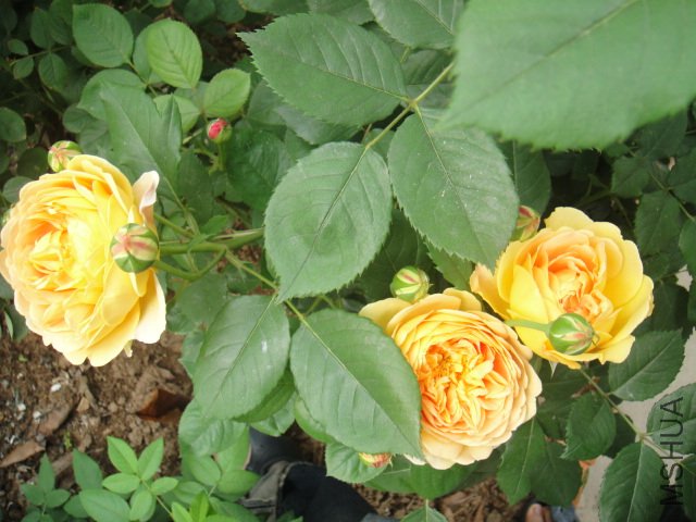 DSC01492.JPG